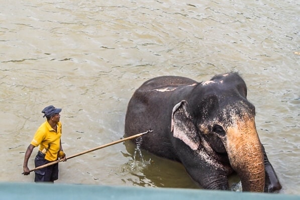 elephants in sri lanka pinnawala