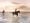 Surf Beach Netherlands Goeree-Overflakkee horse riding