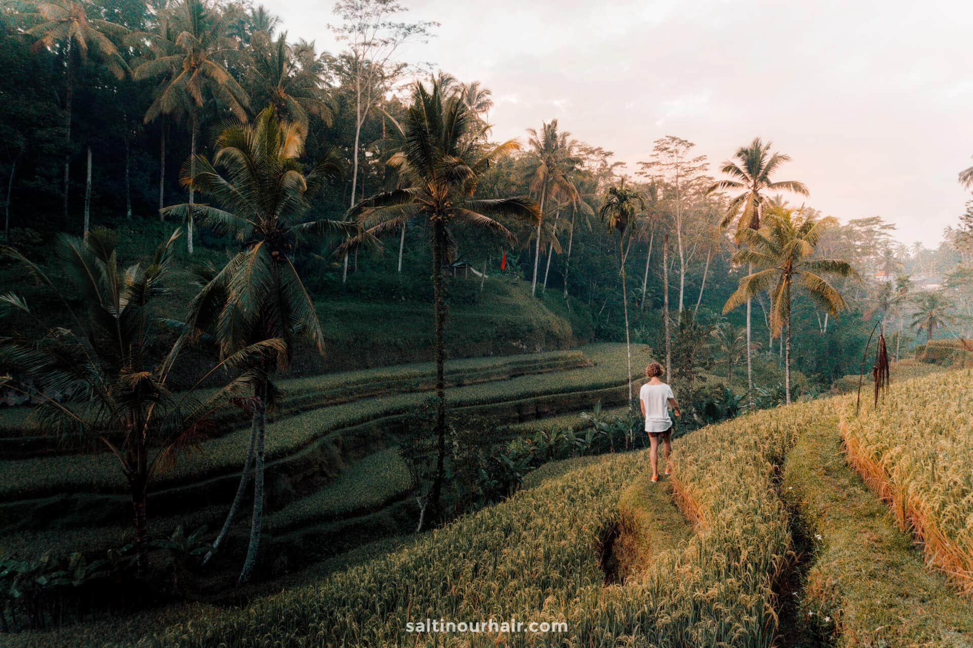  Tegalalang  Rice Terraces around Ubud  in Bali The 