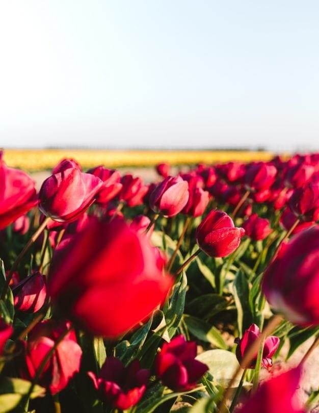 tulips fields netherlands pink