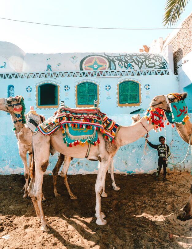 egypt nubian village camels