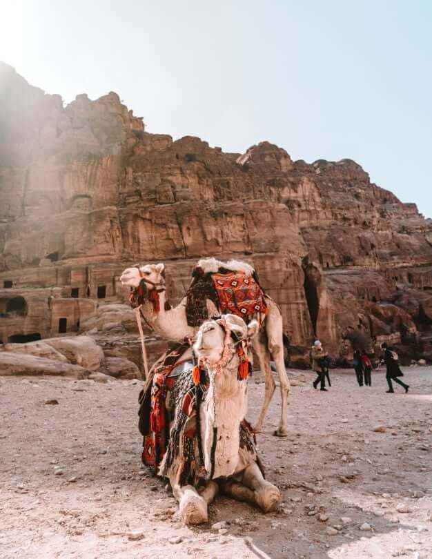 petra jordan camels
