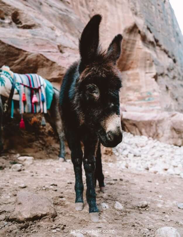 petra jordan donkey